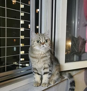 Кошка даром: Скотиш Страйт (Шотландская прямоухая), 1 год, Девочка