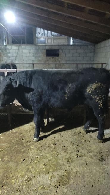 уйлар букалар: Сатам | Бука (эркек) | Бордоп семиртүү үчүн — 6