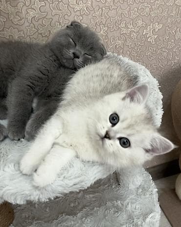 продать животных: Домашние, ручные котята 🐱🤍 На фото два малыша: 🐾 Мальчик — вислоухий — 3