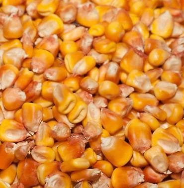 цветок молочай: Кукуруза стекляшка ОПТОМ
Красное зерно — 1