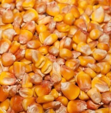 жүгөрү сатылат: Кукуруза стекляшка — 1