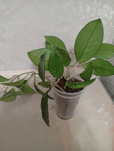 торфяные горшочки для рассады: Продаю хойи — 3