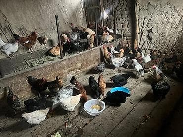 продажа собаки: Продаю | Куры | Домашняя | Для разведения — 6