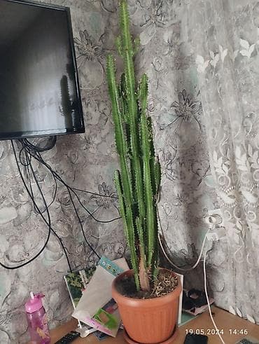 Кактус большой