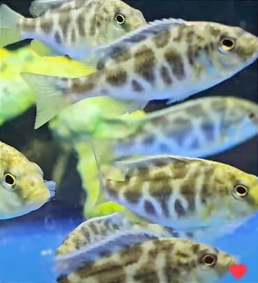 какие рыбы есть в кыргызстане: Рыбки более 40 видов. Аквариумные рыбки. Рыба бишкек. Балык. Алтын — 2