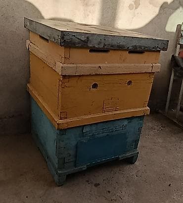 жук знахарь купить: Продам Улья б.у. количество 20шт. система рута. 12 рамонный 2х — 1