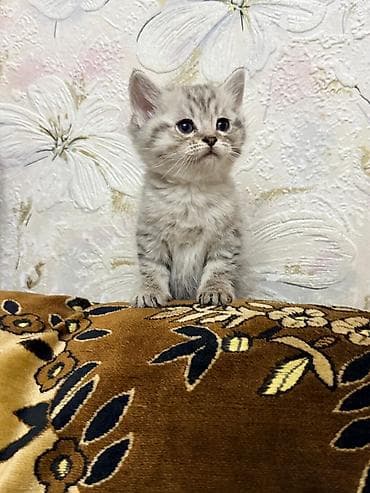 шотландский скоттиш страйт: Скотиш Страйт (Шотландская прямоухая), 2 месяца, Мальчик, Серый, Приучена к лотку — 4