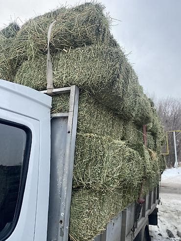 сухое молоко для животных: Продаю тюки плодные метровые есть доставка чоп сатылат Сено в тюках — 3