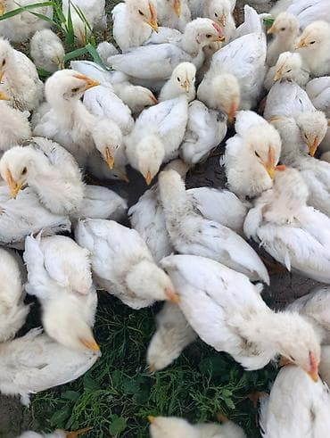 шерсть мериноса: Продаю | Цыплята | Хай-Лайн Соня Грей | На забой — 4