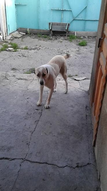 собака жалал абад: Ит бекер берилет: Алабай, 4 жаш, Ургаачы — 2