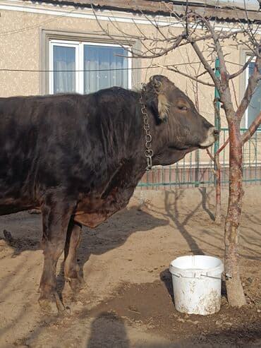 кролик французский баран: Продаю | Бык (самец) | Швицкая | Для разведения, Для молока | Осеменитель, Искусственник — 1