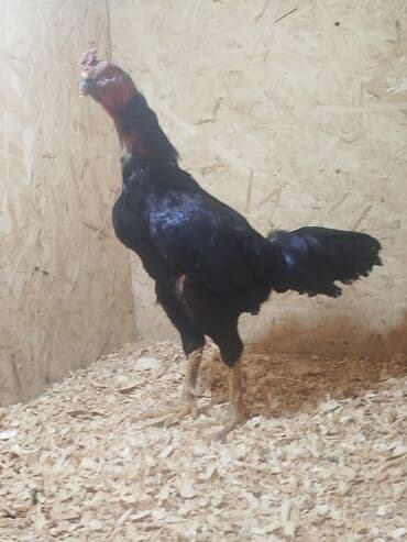 собаки рынок в бишкеке цены: Дакан тулок короз сатылат алмашу жолдору бар адрес Заря Тынчтык конушу — 1