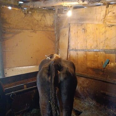 купить породистую собаку: Продаю | Корова (самка), Тёлка | Швицкая | Для разведения, Для молока | Стельные — 4