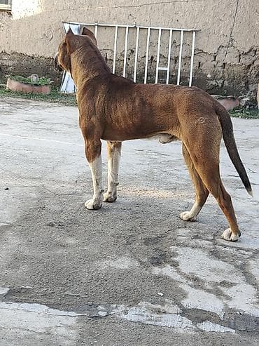 Ит кууту: Ит кууту: Амстафф, Эркек, 1 жаш, Ит тегин тастыктоочу документ — 2