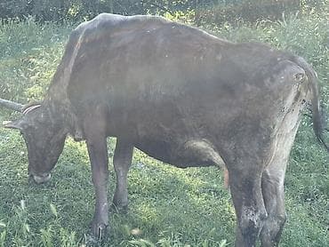 молочный коровы: Продаю | Корова (самка) | Для молока — 1