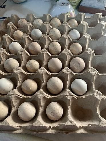 заказ рыбы: Кекилик яйца в лотках (каменные куропатка) - Натуральные перепелиные — 1