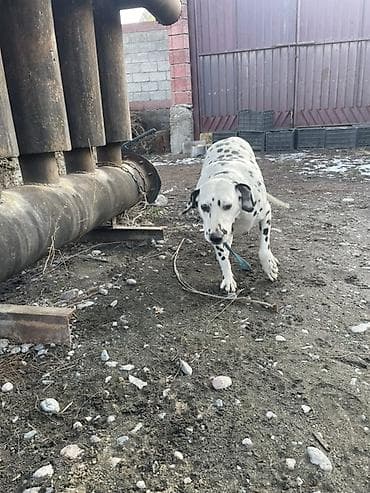 Иттер сатылат: Ит бекер берилет: Далматин, 1 жаш, Ургаачы — 2