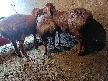 теке козел: Продаю | Баран (самец) | Эдильбаевская | Для разведения — 4