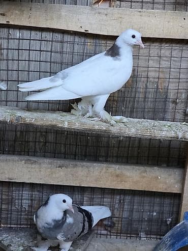 Животные: Продаю головастики,пакистанцы,такла турецкая,есть готовые пары и — 8