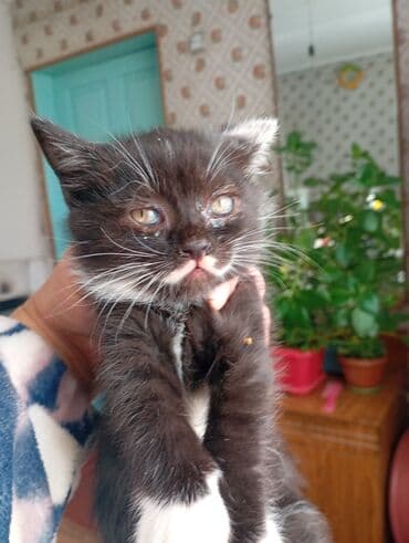 чоп прес сатылат: Котята чёрно-белого окраса с выразительными «усиками» на мордочке — 2