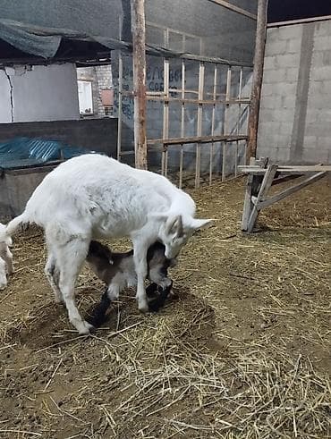 продажа щенков немецкой овчарки в бишкеке с документами: Продаю | Коза (самка) | Для разведения — 5