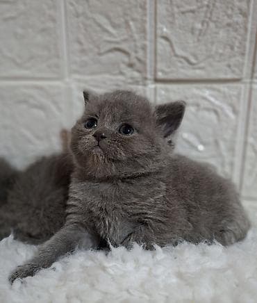 мышык бишкек: Продаётся шотландская девочка,скотиш-страйт,возраст 1,5 — 8