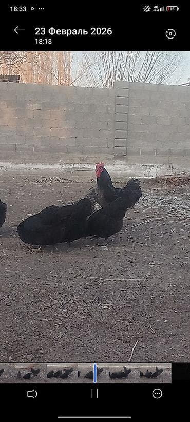 чорный брама: Продаю | Куры | Домашняя | Для разведения — 2