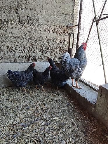 русская голубая кошка котята: Продаю | Куры | Для разведения — 4