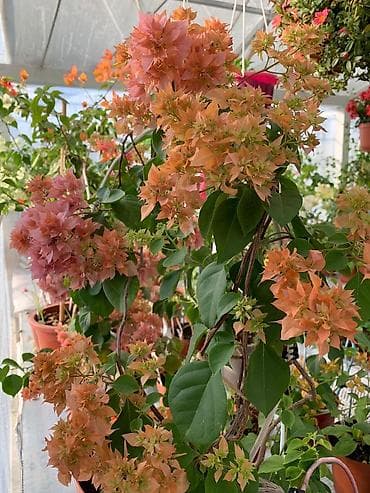 бугенвиллеи: Продажа. Бугенвиллея оптом и в розницу. Цены смотря от размера и — 8