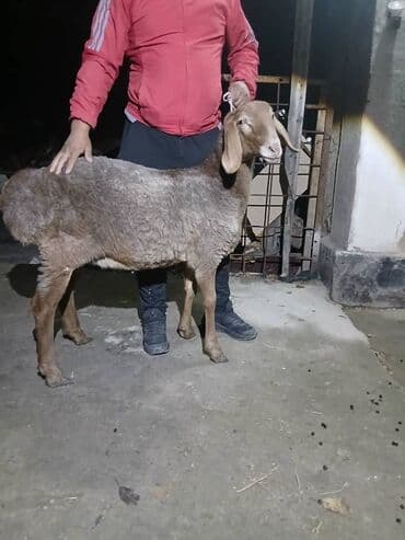 животные для дома: Сатам | Кочкор (эркек) | Көбөйтүү үчүн — 3