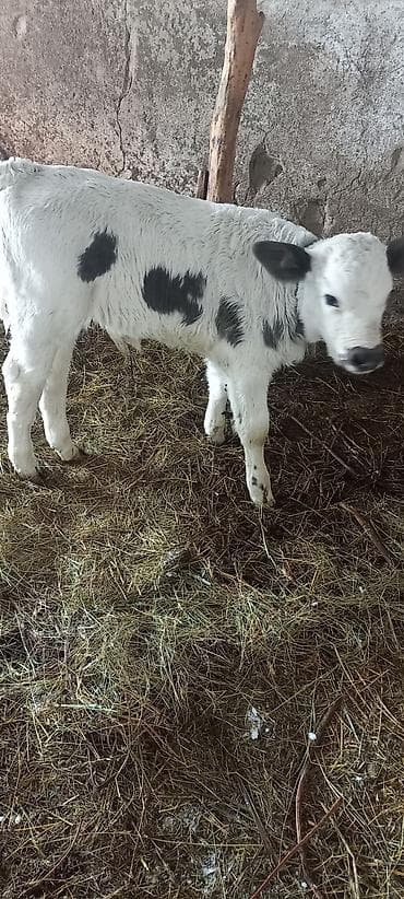 киссар кой: Продаю | Бык (самец) | Для молока — 5