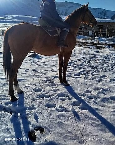 конь рабочий: Продаю | Жеребец | Полукровка | Рабочий | Осеменитель — 8