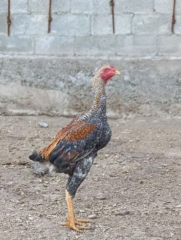 отдам даром охотничью собаку: Продаю | Петух | Дакан | Для разведения — 1