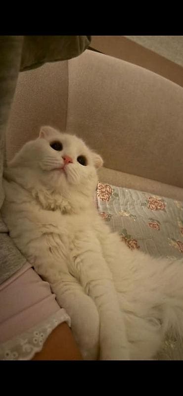 кошка пушистая: Белая домашняя кошка с редкими загнутыми ушками (тип «американский — 1