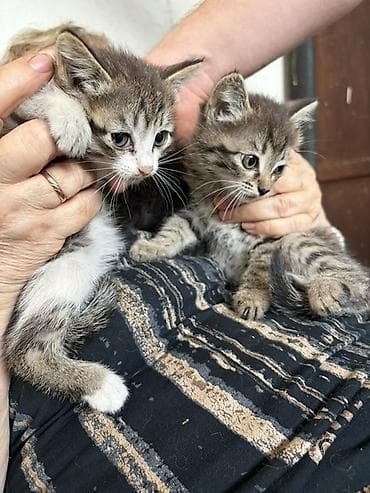 Кошки: Котята, классический «тигр» и тигрово-белый окрас. - Возраст — 2