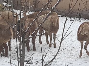 кунажын бишкек: Сатам | Кочкор (эркек) | Арашан — 1