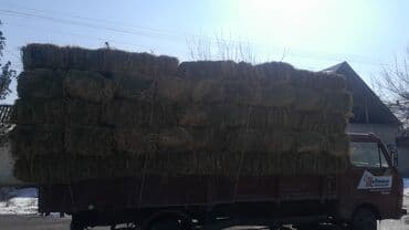 наполнитель для животных: Куплю беде с поля с сеновалам салома любой количество тюки цена — 3