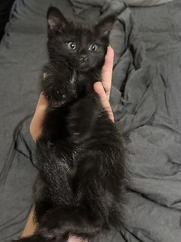 ищу котят: Отдам котят в добрые руки,месячные котята,ходят в лоток кушают — 4
