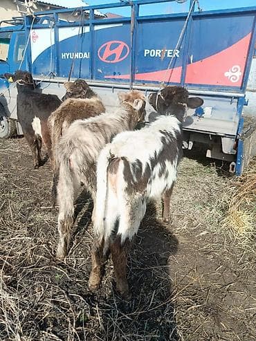 Продаю | Музоо, торпок | Полукровка | На откорм