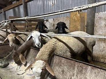 забой курей: Продаю | Овца (самка), Баран (самец) | На забой — 3