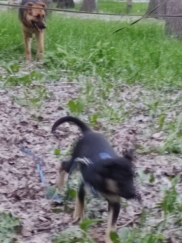 щенки белгийскоц овчарки: Ит бекер берилет: 2 айлык, Эркек — 32