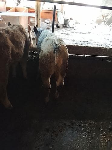 гуси бролерные: Продаю | Бык (самец) | Бельгийская | На откорм — 4