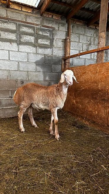 бенгалская кошка даром: Продаю | Овца (самка) | Для разведения | Племенные — 9
