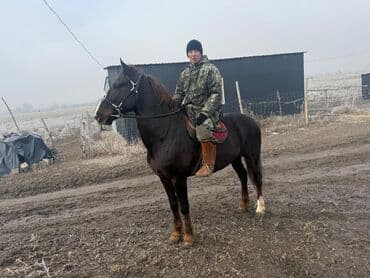 рыбки аквариумы: Продаю | Жеребец | Дончак | Для разведения, Конный спорт — 7
