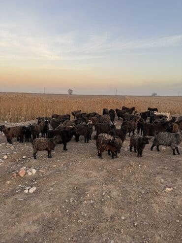 куда можно отдать кошку в бишкеке: Продаю | Коза (самка), Козёл (самец), Козлёнок | Полукровка | Для разведения — 3