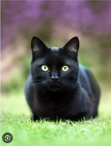 голубая вислоухая кошка: 3 месяца, Девочка, С прививками — 1