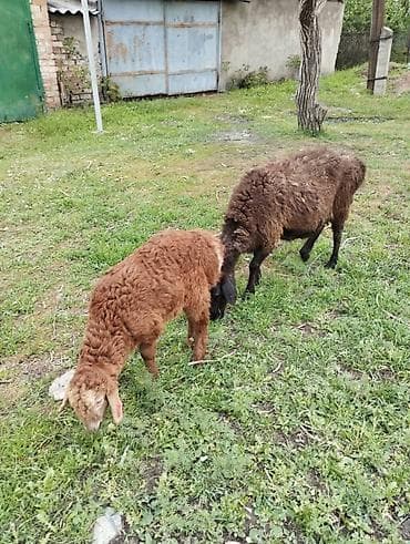 рыбы в кыргызстане: Продаю | Овца (самка) | Гиссарская | Для разведения | Матка — 3