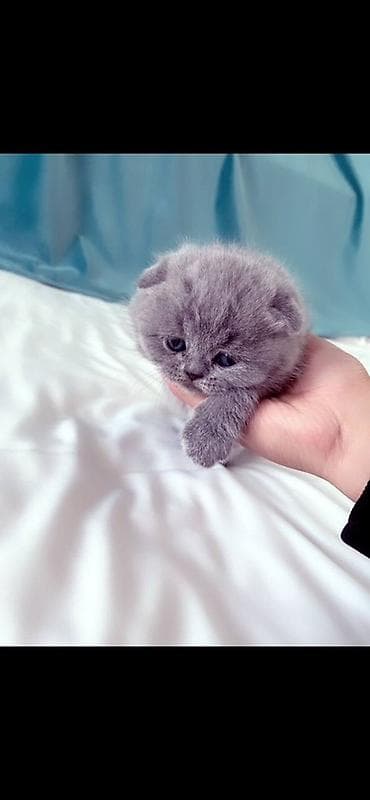 Продажа кошек: Продается котенок шотландский вислаухий С документами, 1 месяц — 5