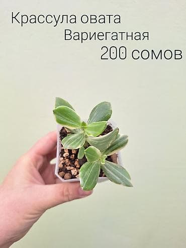 инкубатор луппер: • Комнатные растения (укоренённые черенки/детки/молодые — 10