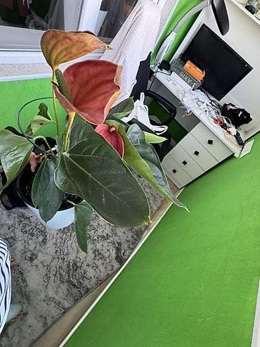 Антуриумы: Антуриум с крупными бордово‑терракотовыми покрывалами и темно‑зелёными — 1